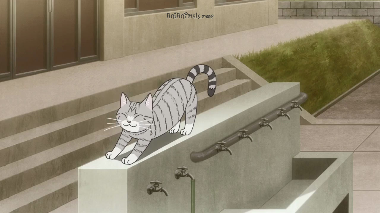 Felino talentoso! Konpei, o gato de estimação do dublador Natsuki Hanae,  fará a voz do gato Ramune no anime de Love All Play - Crunchyroll Notícias